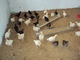 ALLEVAMENTO E ORTICOLTURA - Allevamento di galline migliorate: ALLEVAMENTO DI GALLINE MIGLIORATE (9) 